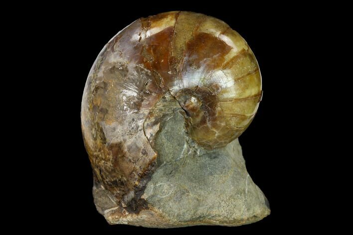 Fossil Nautilus (Eutrephoceras) in Limestone - South Dakota #155427